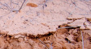 Biological soil crust disturbed during sampling