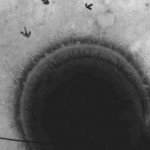 Prevalence of Csh-like fibrillar surface proteins among mitis group oral streptococci
