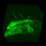Cultivable Oral Microbiota of Domestic Dogs