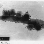 Aggregative behaviour of bacteria isolated from canine dental plaque