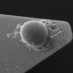 The polymer physics and chemistry of microbial cell attachment and adhesion