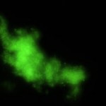Dynamic changes in microbial community structure and function in phenol-degrading microcosms inocula...