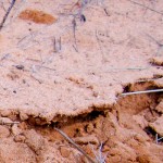 Microbial community composition of biological soil crusts and subsoil in the Kalahari