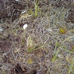 Microbial community responses in degraded peatlands undergoing restoration in the Southern Pennines