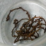 Arbuscular mycorrhizal community structure on co-existing tropical legume trees in French Guiana