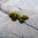 Moss making use of a crack