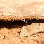 Biological soil crust