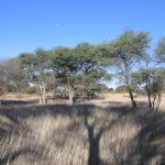 The Influence of Trees, Shrubs and Grasses on Micro-Climate, Soil Carbon, Nitrogen and CO2 Efflux: P...