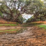 Wetlands in Drylands: Hidden Hotspots of Carbon Sequestration and Storage?