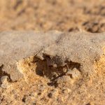 Surface Stability in Drylands is Influenced by Dispersal Strategy of Soil Bacteria