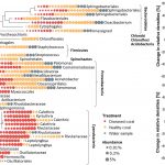 Compositional homogeneity in the pathobiome of a new, slow-spreading coral disease