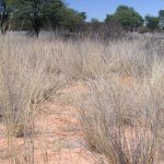 Effects of vegetation on bacterial communities, carbon and nitrogen in dryland soil surfaces: implic...