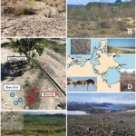 Biological soil crusts: spatio-temporal development and ecological functions of soil surface microbi...