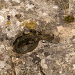 Cast from the Past? Microbial Diversity of a Neolithic Stone Circle