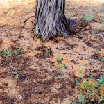 Open letter: A global call to strengthen national soil biodiversity action through coordination and ...