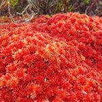 Evidencing land management outcomes and advocating for peatlands