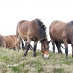 Ponies for soil health