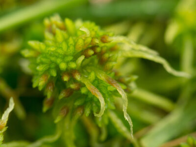 Sphagnum sp.