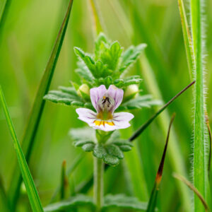 Euphrasia sp.