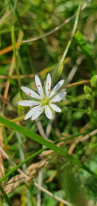 Stellaria sp.