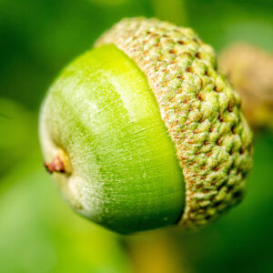 Allestree Park, transect 3