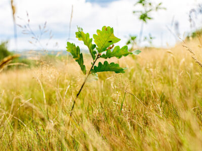 Allestree Park, transect 3