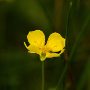 Potentilla sp.