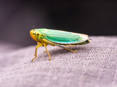 Cicadella viridis