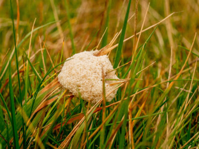 Cuckoo Tors fungi survey